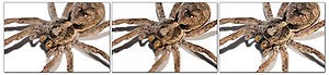 300px-Wolf_spider_focus_bracket_series02