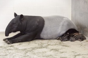 abd tapiri
