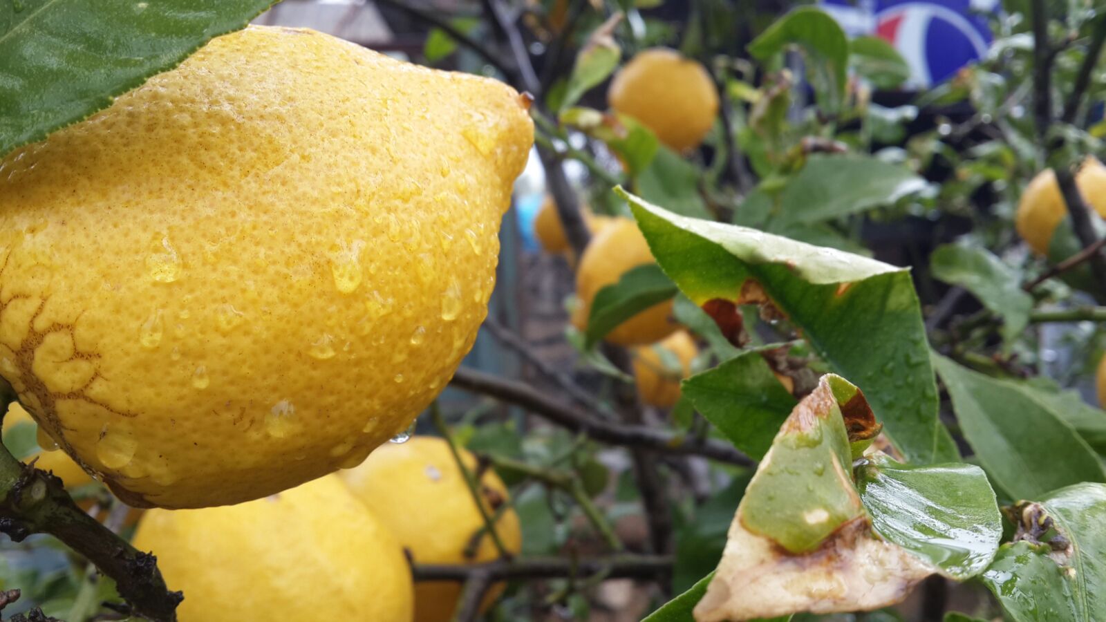 Islak Limonlar