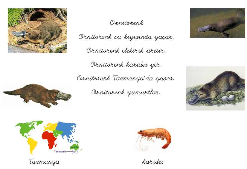 Y sesi ornitorenk metni 1.sınıf ilkokuma y harfi Okuma Metni oku hayal et çalışması