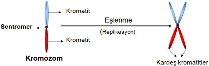 mitoz bölünme ve eşeysiz üreme