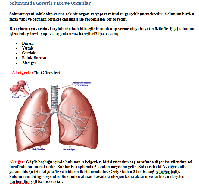 AKCİĞERİN SOLUNUMDAKİ GÖREVLERİ