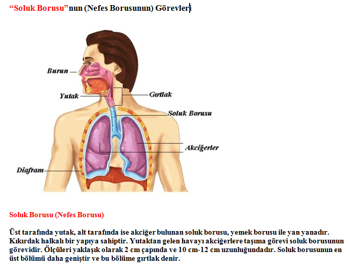 Soluk Borusu ve Solunum